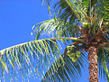 Picture Title - Coconut palm