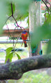Picture Title - Painted Bunting