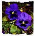 Picture Title - Church Pansies