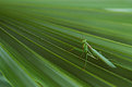 Picture Title - Praying Mantis 2