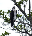 Picture Title - osprey