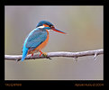 Picture Title - Kingfisher of Terkos Lake