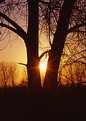 Picture Title - SUNSET BETWEEN TREE