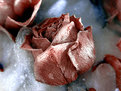 Picture Title - Frozen roses