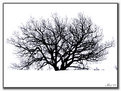 Picture Title - the tree ( oak ) 1Ḟ