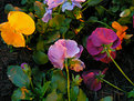 Picture Title - Twilight Flowers