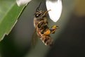 Picture Title - Honey Bee?