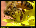 Picture Title - Bee's life