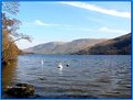 Picture Title - Swans Lake.Ullswater