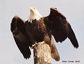Picture Title - Eagle's Flight