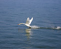 Picture Title - Swan take-off