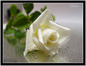 Picture Title - White rose