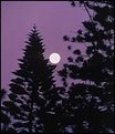 Picture Title - Moon over Maui