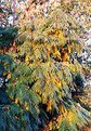 Picture Title - Fall Sumac