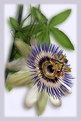 Picture Title - ---passiflora---