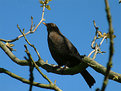 Picture Title - Blackbird waiting for Spring
