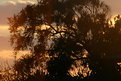 Picture Title - Sunset in the tree