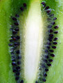 Picture Title - **Fresh Kiwi**