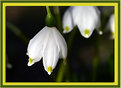 Picture Title - one more snowdrop