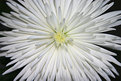 Picture Title - white chrysanthemum_2