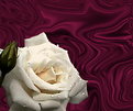 Picture Title - White Rose