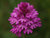 Pyramidal orchid