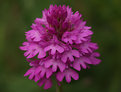 Picture Title - Pyramidal orchid