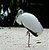 Wood Stork