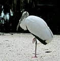 Picture Title - Wood Stork