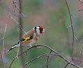 Picture Title - Lazy Goldfinch