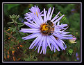 Picture Title - Bee Aster