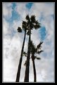 Picture Title - Palm Trees