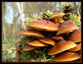 Picture Title - Fungus Town