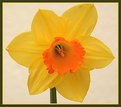 Picture Title - First daff this year