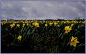 Picture Title - Field of Spring...
