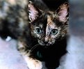 Picture Title - Angie:Tortoiseshell