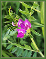 Picture Title - Texas Wild Flower