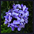 Picture Title - Bugged Mountain Laurel