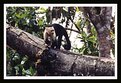 Picture Title - Capuchin1 Edit