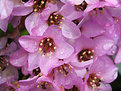 Picture Title - spring purple