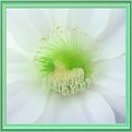 Picture Title - Cactus Flower.