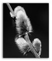 Picture Title - Catkin