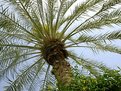 Picture Title - lovely palm