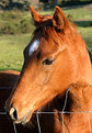 Picture Title - young horse