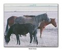 Picture Title - Prairie Horses