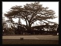 Picture Title - the big tree