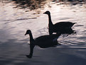 Picture Title - Together at sunset