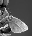 Picture Title - B&W Butterfly