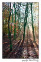 Picture Title - Woodland Sunrise