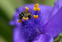 Picture Title - Little Bee